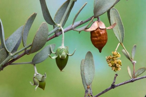 jojoba yağı